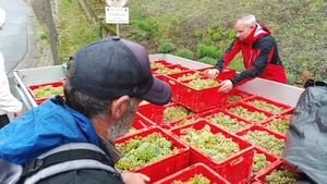 Weinlese2