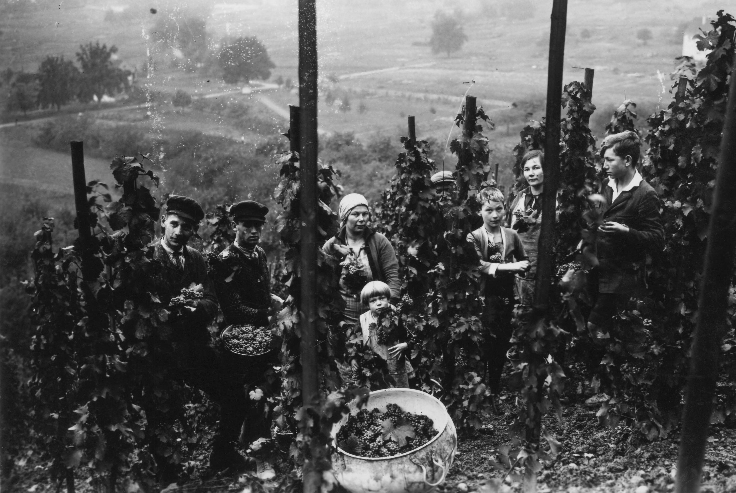 Weinanbau Niederdollendorf Mitte 20. Jahrhundert