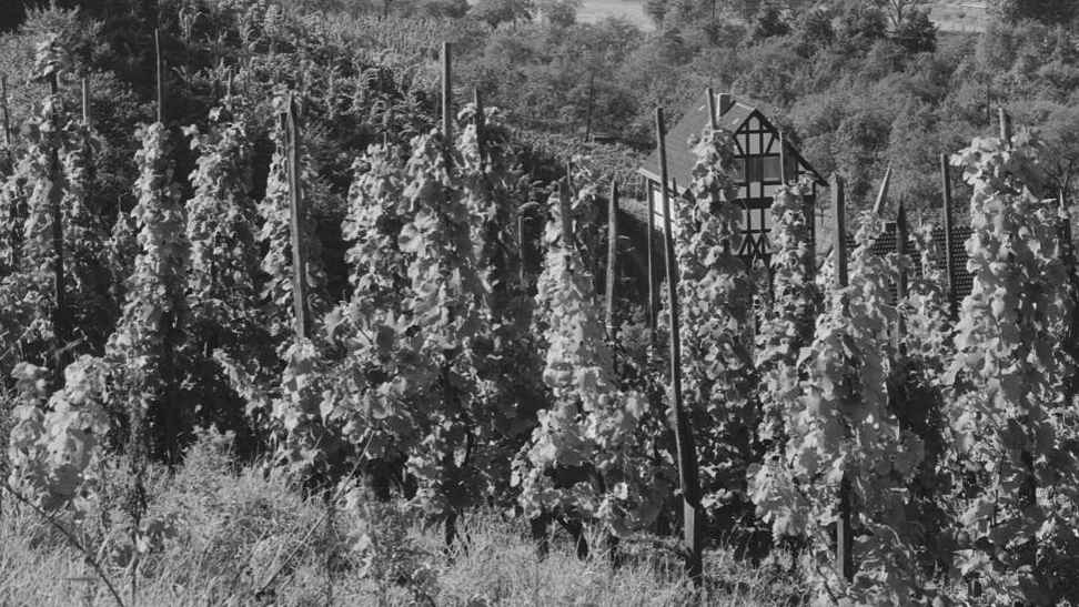 Weinreben in Niederdollendorf