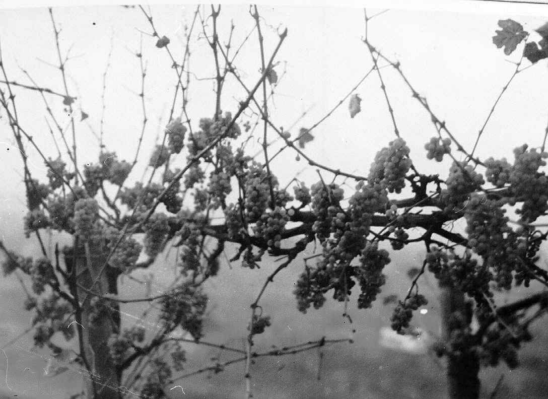 Weintrauben am Kellerberg