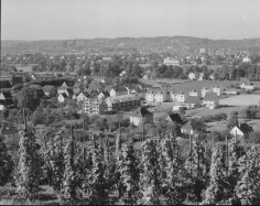 db_15_Panorama_von_Niederdollendorf_1965_PAN01_P291